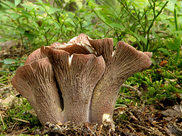 lievikovec kyjakovitý Gomphus clavatus (Pers.) Gray