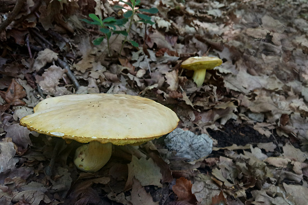 hríb jamkatý Hemileccinum depilatum (Redeuilh) Šutara