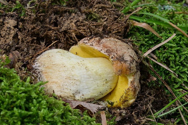 hríb plavý Hemileccinum impolitum (Fr.) Šutara