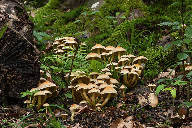 strapcovka zväzkovitá Hypholoma fasciculare (Huds.) P. Kumm.