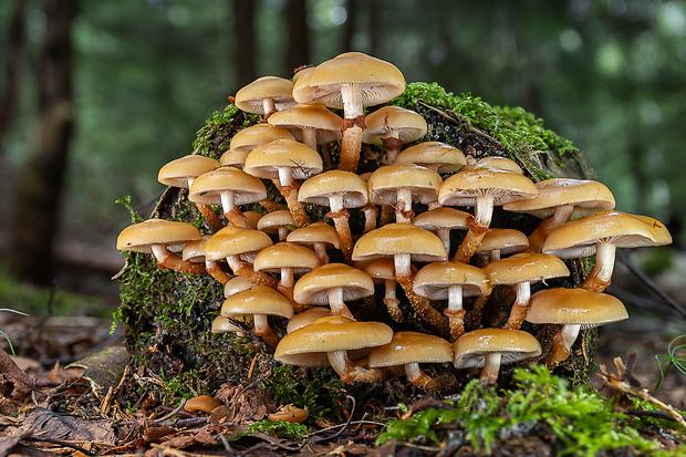 šupinačka menlivá Kuehneromyces mutabilis (Schaeff.) Singer & A.H. Sm.