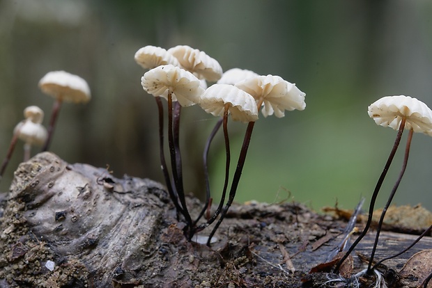 tanečnica golieriková Marasmius rotula (Scop.) Fr.