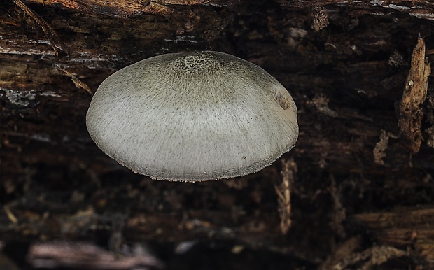 štítovka vŕbová Pluteus salicinus (Pers.) P. Kumm.