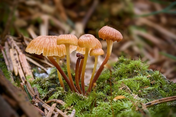 tanečnička zvončekovitá Xeromphalina campanella (Batsch) Maire