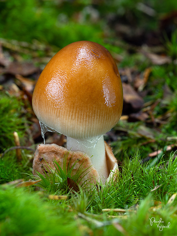 muchotrávka plavohnedá Amanita fulva Fr.