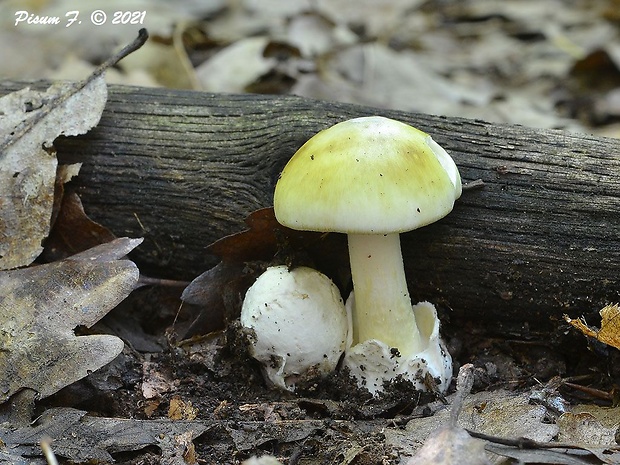 muchotrávka zelená Amanita phalloides (Vaill. ex Fr.) Link