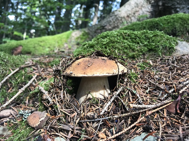 hríb smrekový Boletus edulis Bull.