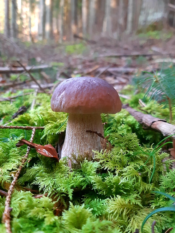 hríb smrekový Boletus edulis Bull.