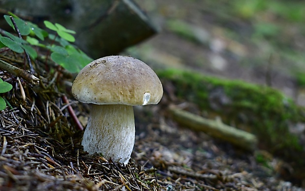 hríb smrekový Boletus edulis Bull.