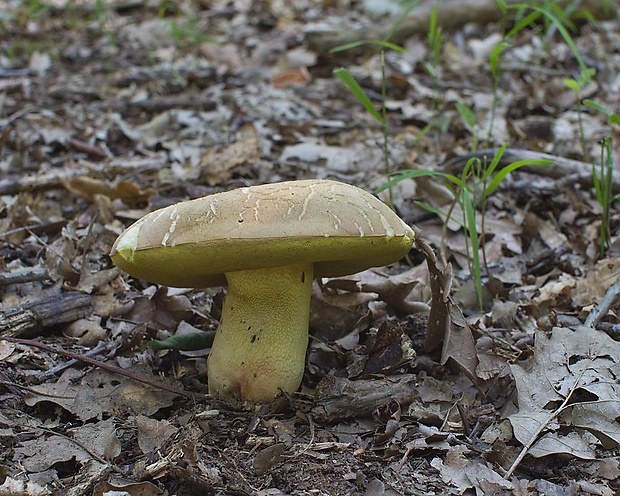 hríb striebristý Butyriboletus fechtneri (Velen.) D. Arora & J.L. Frank