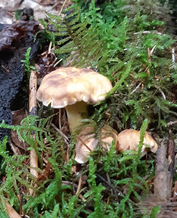 kuriatko jedlé ametystové Cantharellus amethysteus (Quél.) Sacc.