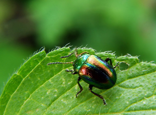 liskavka dúhova Chrysolina fastuosa