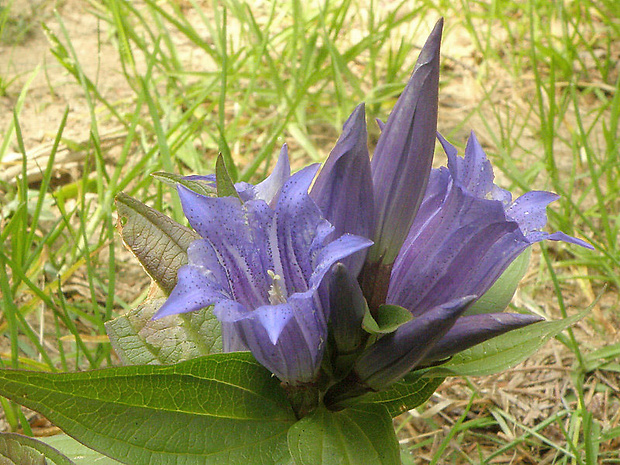 horec luskáčovitý Gentiana asclepiadea L.