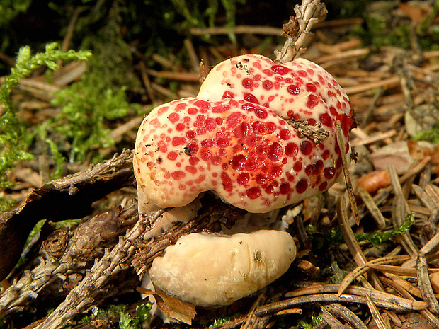 jelenkovka pálčivá Hydnellum peckii Banker