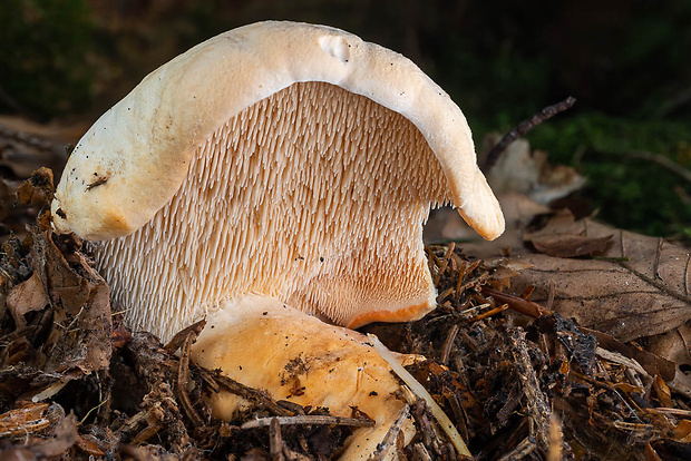 jelenka poprehýbaná Hydnum repandum L.