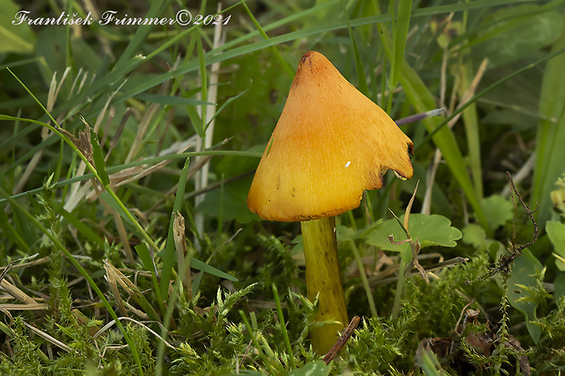 lúčnica kužeľovitá Hygrocybe conica (Schaeff.) P. Kumm.