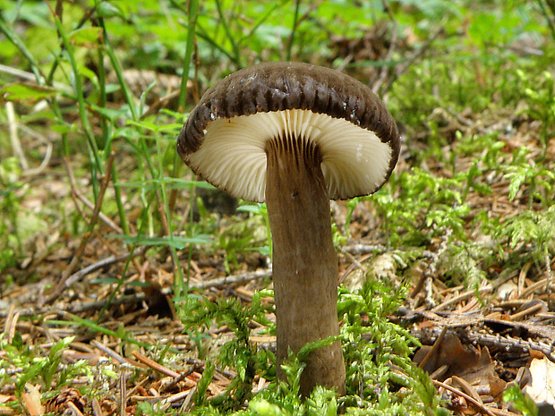 rýdzik čiernozamatový Lactarius lignyotus Fr.