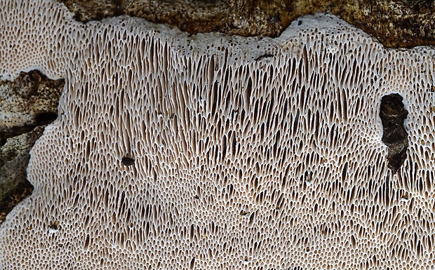 dubovnica pružná Pachykytospora tuberculosa (Fr.) Kotl. & Pouzar