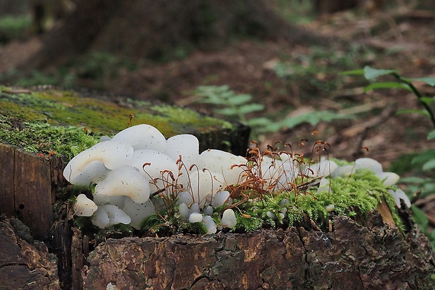 pajelenka želatínová Pseudohydnum gelatinosum (Scop.) P. Karst.