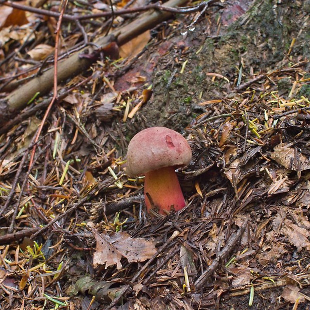 hríb úhľadný horský Rubroboletus rubrosanguineus (Cheype) Kuan Zhao & Zhu L. Yang