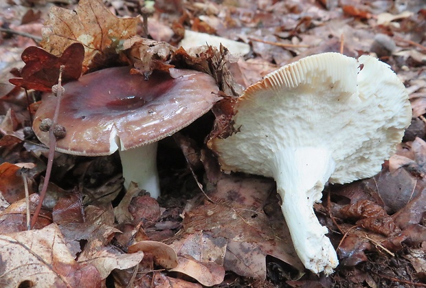 plávka Russula sp.