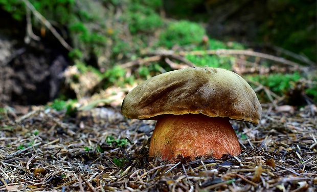 hríb zrnitohlúbikový Sutorius luridiformis (Rostk.) G. Wu & Zhu L. Yang