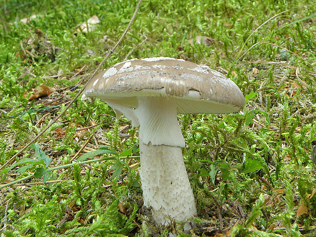 muchotrávka hrubá Amanita excelsa (Fr.) Bertill.