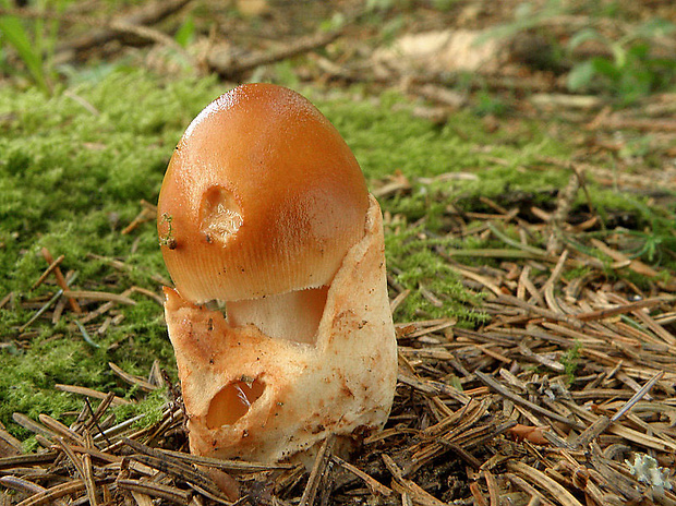 muchotrávka plavohnedá Amanita fulva Fr.