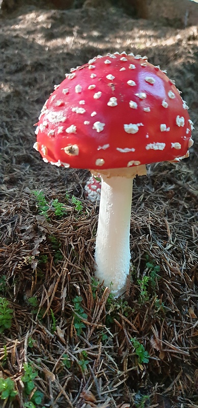 muchotrávka červená Amanita muscaria (L.) Lam.