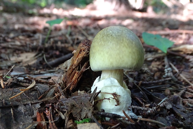 muchotrávka zelená Amanita phalloides (Vaill. ex Fr.) Link