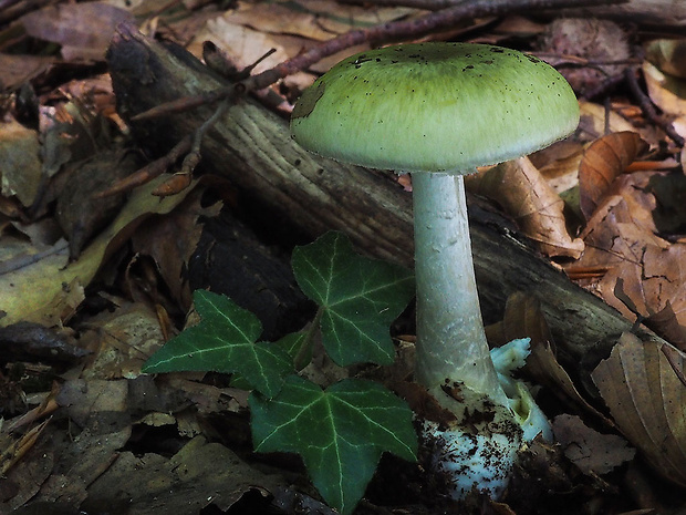 muchotrávka zelená Amanita phalloides (Vaill. ex Fr.) Link