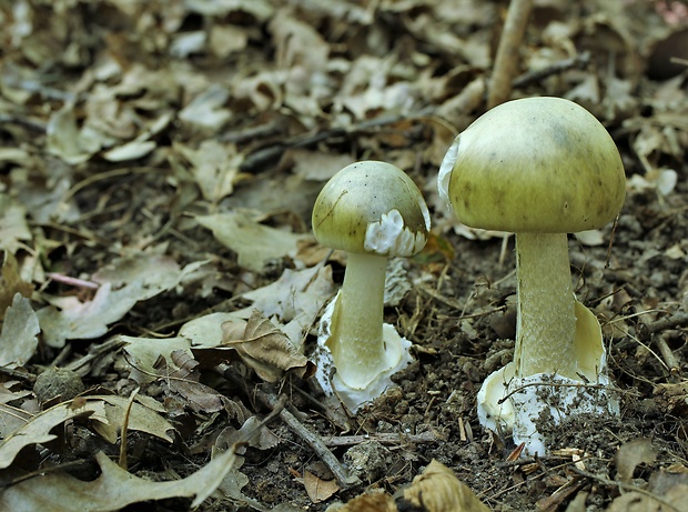 muchotrávka zelená Amanita phalloides (Vaill. ex Fr.) Link