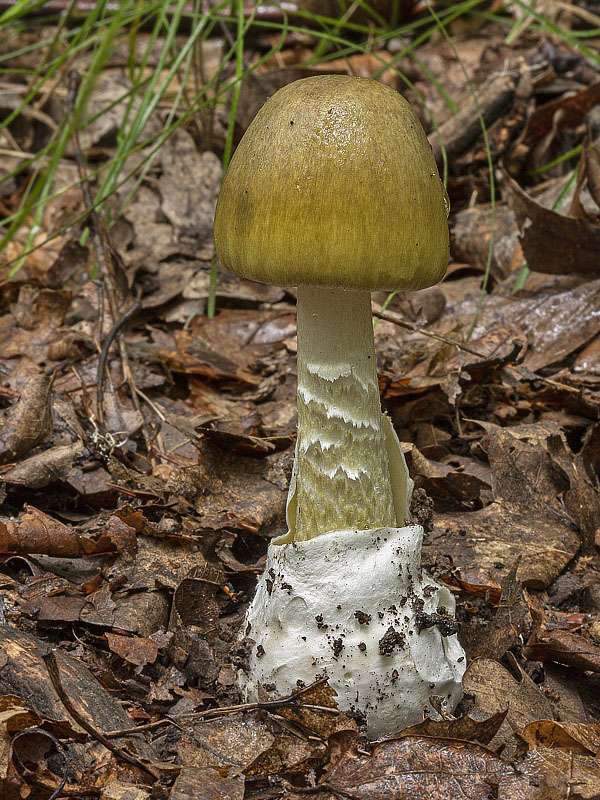 muchotrávka zelená Amanita phalloides (Vaill. ex Fr.) Link