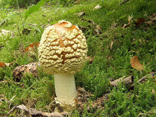 muchotrávka kráľovská Amanita regalis (Fr.) Michael