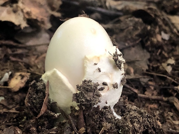 muchotrávka pošvatá biela Amanita vaginata var. alba Gillet