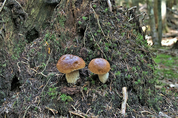 hríb smrekový Boletus edulis Bull.