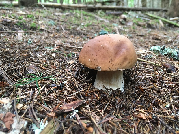 hríb smrekový Boletus edulis Bull.