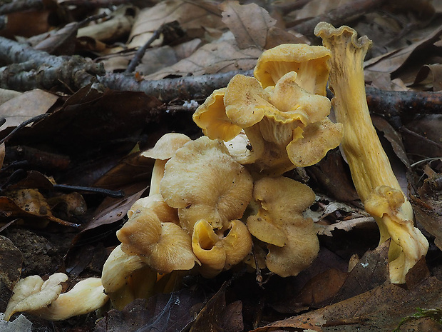 kuriatko černejúce Cantharellus melanoxeros Desm.