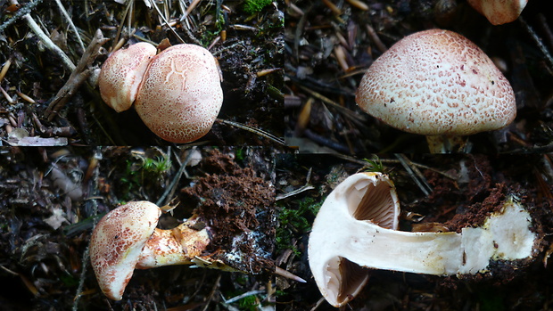 pavučinovec červenošupinatý Cortinarius bolaris (Pers.) Fr.