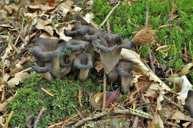 lievik trúbkovitý Craterellus cornucopioides (L.) Pers.