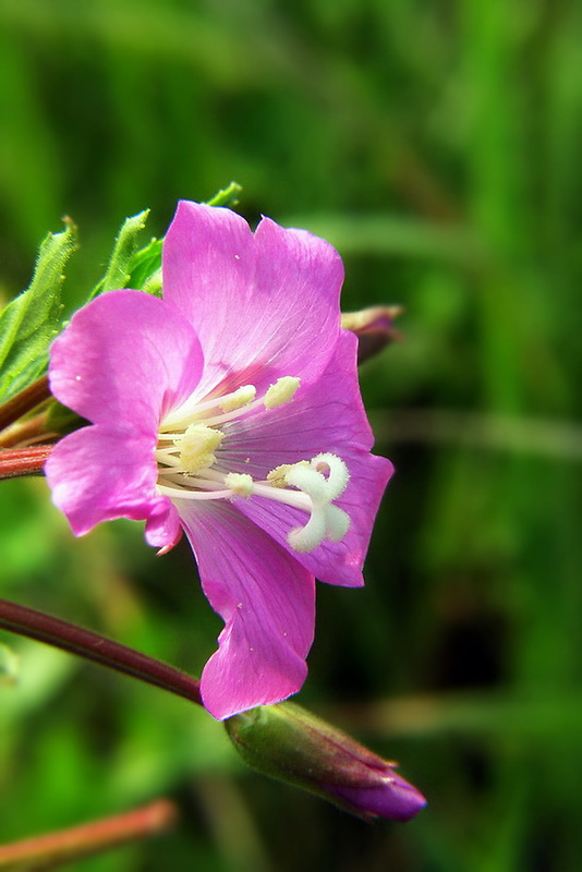 vŕbovka chlpatá Epilobium hirsutum L.