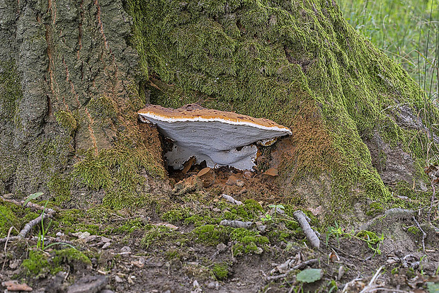 lesklokôrovka živicovitá Ganoderma resinaceum Boud.