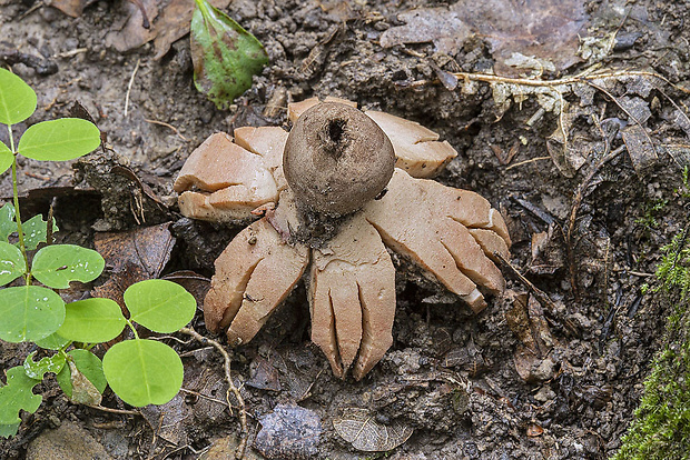 hviezdovka červenkastá Geastrum rufescens Pers.