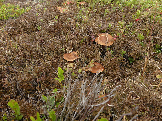 rýdzik ? Lactarius brunneohepaticus M.M. Moser