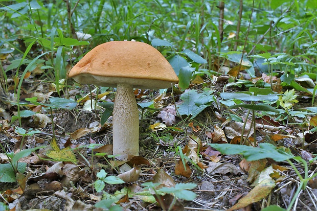 kozák osikový Leccinum albostipitatum den Bakker & Noordel.