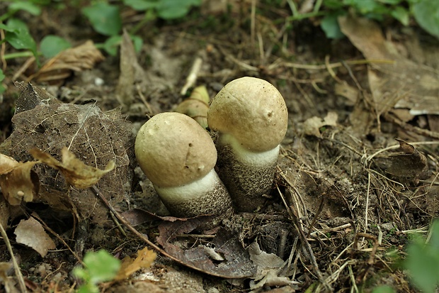 kozák topoľový Leccinum duriusculum (Schulzer ex Kalchbr.) Singer