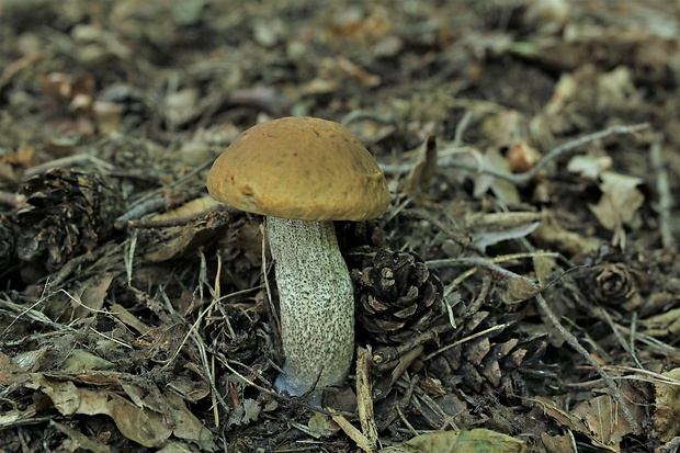 kozák hrabový Leccinum pseudoscabrum (Kallenb.) Šutara