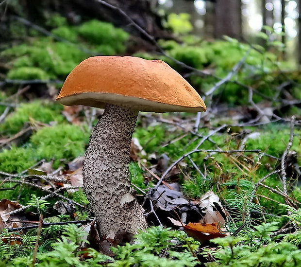 kozák žltooranžový Leccinum versipelle (Fr. & Hök) Snell