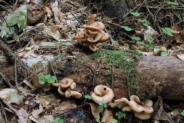 húževnatček ulitovitý Lentinellus cochleatus (Pers.) P. Karst.