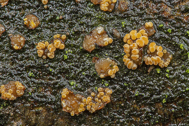 pezikula hrabová Pezicula carpinea (Pers.) Tul. ex Fuckel